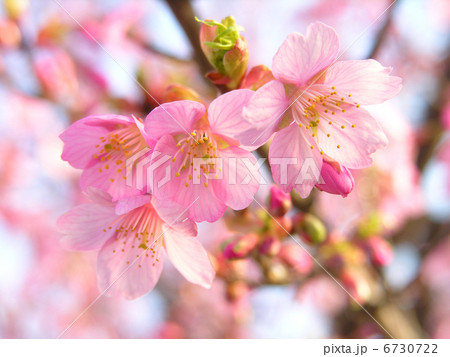 河津桜 6730722