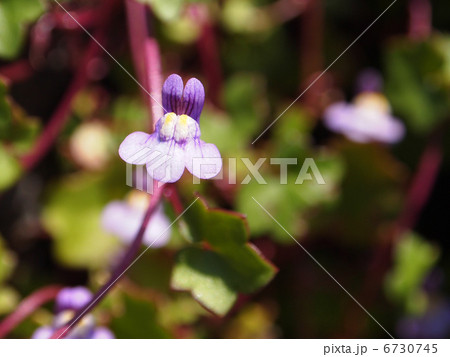 ツタバウンラン 6730745