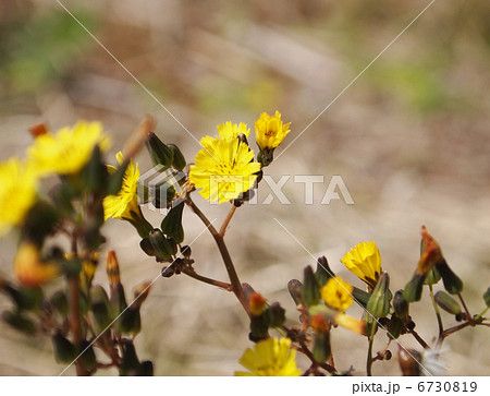 オニタビラコ 6730819