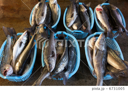 漁港に水揚げされたスズキ 6731005