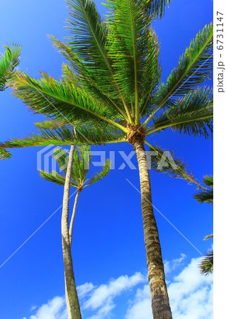 椰子の木 椰子の木 6731147