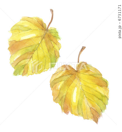 水木 黄葉2枚 水木 黄葉2枚 6731171