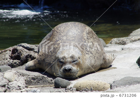 ねむい…トドです。 6731206