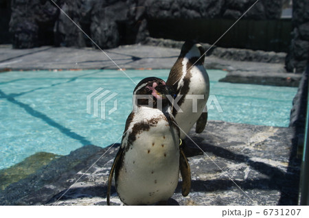 気を付け！…ぺんぎん。 6731207
