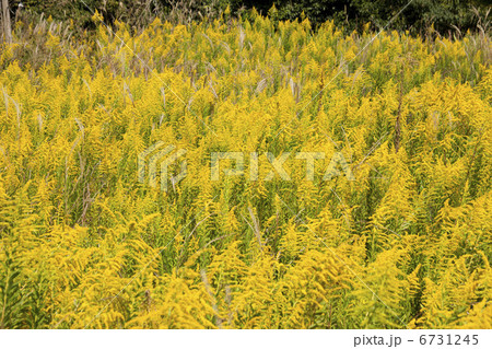 セイタカアワダチソウ 6731245