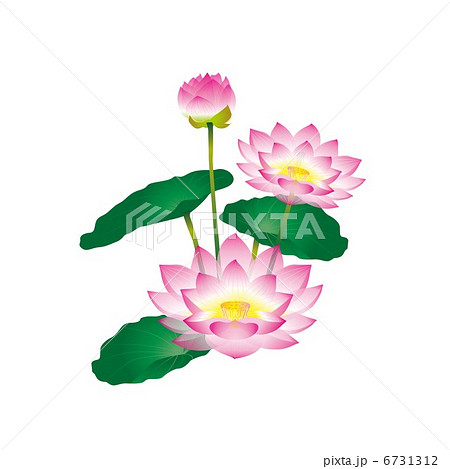 蓮 6731312
