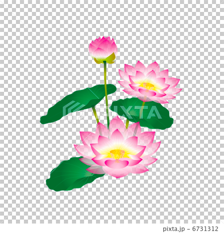 蓮 6731312