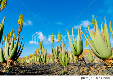 Aloe vera 6731906