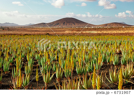Aloe vera Aloe vera 6731907