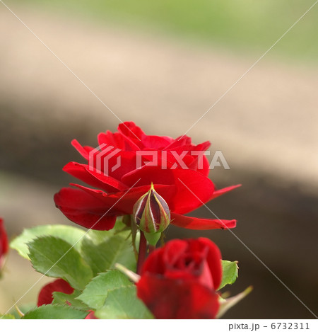 スリール・ドゥ・モナリザ スリール・ドゥ・モナリザ 6732311