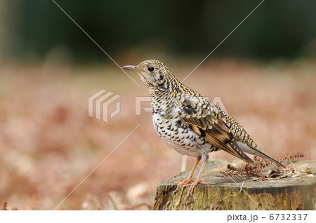 お立ち台のトラツグミ 6732337