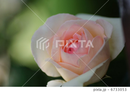 バラ 6733053
