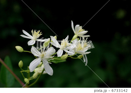 センニンソウ センニンソウ 6733142