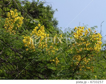 ジャケツイバラ ジャケツイバラ 6733257