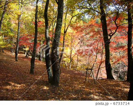 もみじ もみじ 6733714