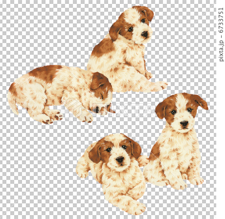 Cute dog 071 Cute dog 071 6733751