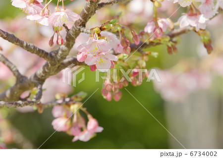 芝公園の淡いピンク色の河津桜の花と蕾 6734002