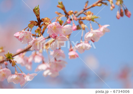 芝公園の淡いピンク色の河津桜の花と蕾 6734006