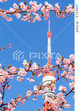 芝公園の満開の河津桜と東京タワーと青空 6734007