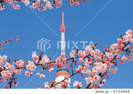 芝公園の満開の河津桜と東京タワーと青空 6734008