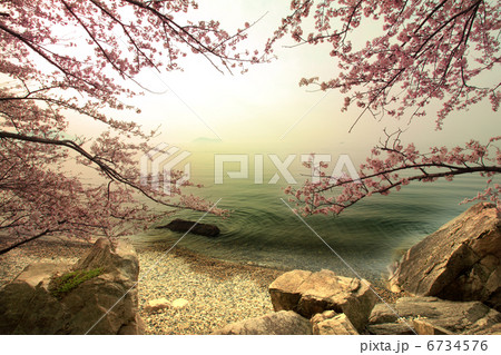 琵琶湖の桜 琵琶湖の桜 6734576