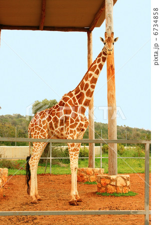 Giraffe Giraffe 6734858