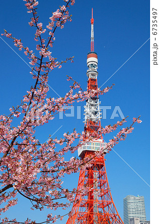 芝公園の満開の河津桜と東京タワーと青い空 6735497