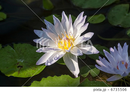 熱帯性スイレン 6735506