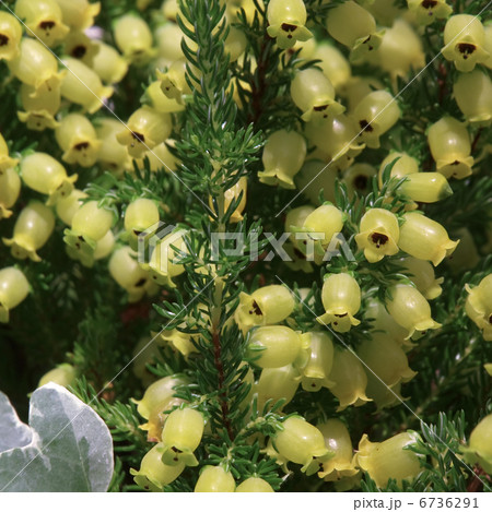 エリカ・ブランドフォーリア 6736291