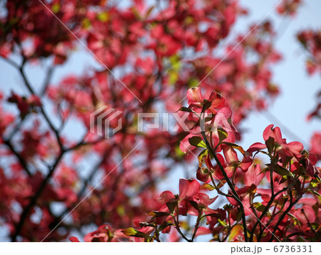 ハナミズキ ハナミズキ 6736331