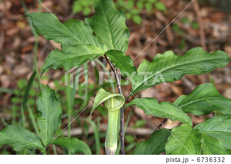 テンナンショウ テンナンショウ 6736332