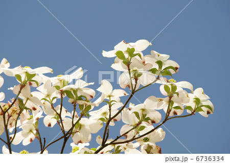 ハナミズキ ハナミズキ 6736334