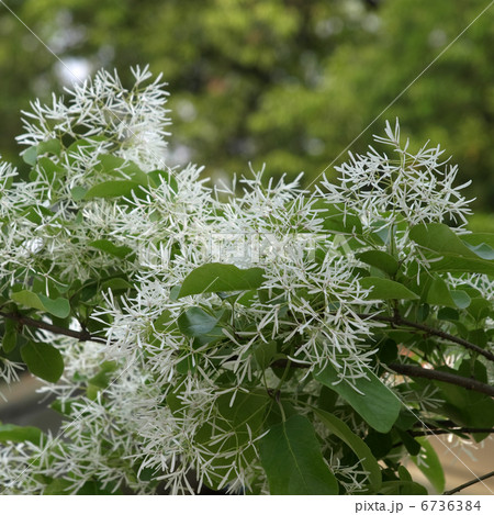 ヒトツバタゴ 6736384
