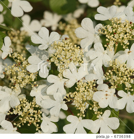 ヤブデマリ 6736398