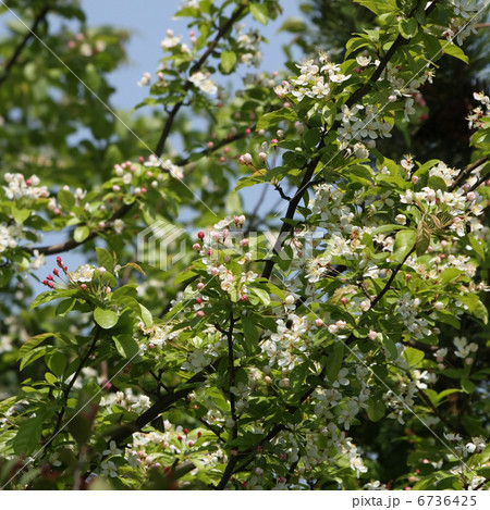 ズミ ズミ 6736425