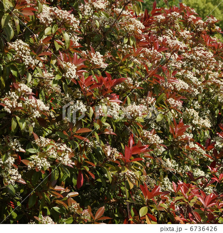 ベニカナメモチ ベニカナメモチ 6736426