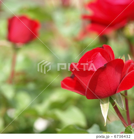 スリール・ドゥ・モナリザ スリール・ドゥ・モナリザ 6736432