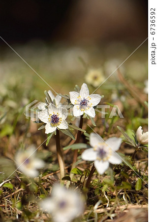 春の妖精セツブンソウ 6736592