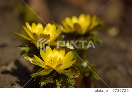 雪解けを迎えた頃のフクジュソウ 6736726