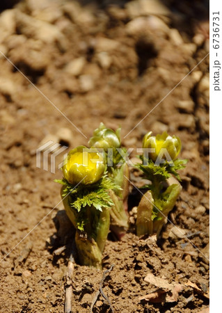 雪解けを迎えた頃のフクジュソウ 雪解けを迎えた頃のフクジュソウ 6736731