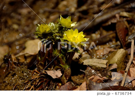 雪解けを迎えた頃のフクジュソウ 雪解けを迎えた頃のフクジュソウ 6736734
