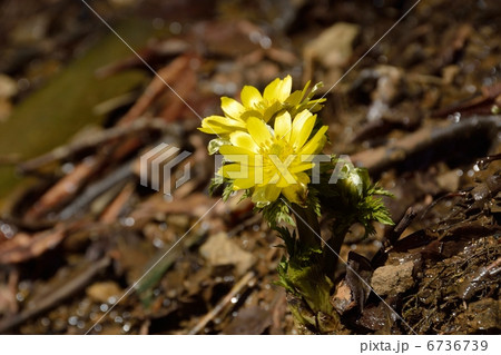 雪解けを迎えた頃のフクジュソウ 雪解けを迎えた頃のフクジュソウ 6736739