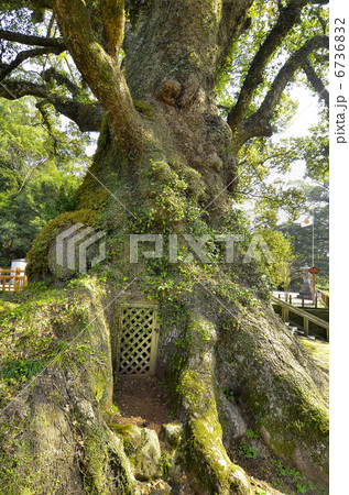 蒲生の大クス 6736832