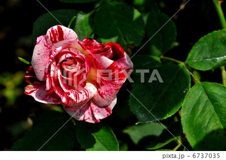 京都府立植物園の薔薇 名:アラベスク 京都府立植物園の薔薇 名:アラベスク 6737035