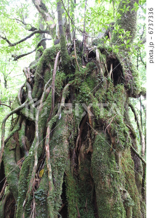 屋久島の原生林のヤクスギランドに立つ逞しい屋久杉 6737336