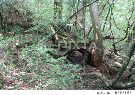 屋久島の原生林のヤクスギランドにある苔むす倒木 6737337