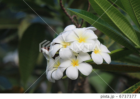 南国の花プルメリア 南国の花プルメリア 6737377