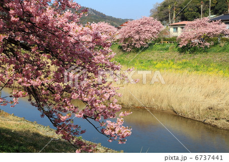 みなみの桜と菜の花街道　河津桜－下賀茂にて 6737441