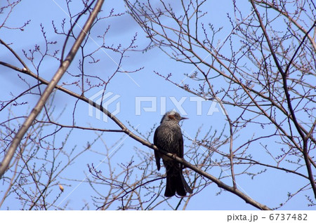 ヒヨドリ ヒヨドリ 6737482