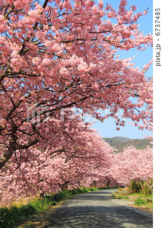 みなみの桜と菜の花街道　河津桜－下賀茂にて 6737485
